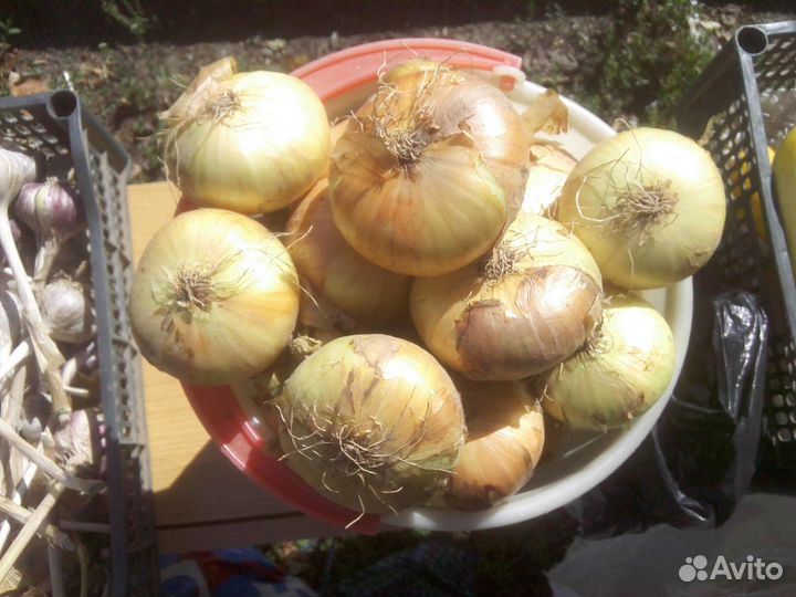 Картофель домашний