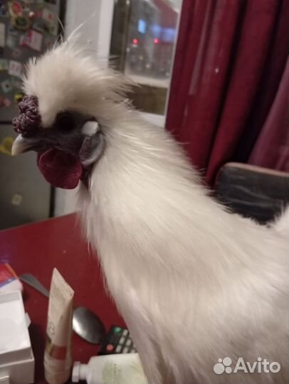 Китайская пуховая петушки