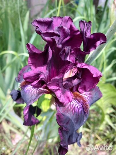 Продаю Ирис
