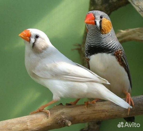 Зебровая Амадина