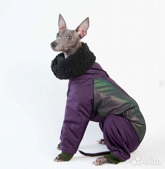 Комбинезон на левретку, зима