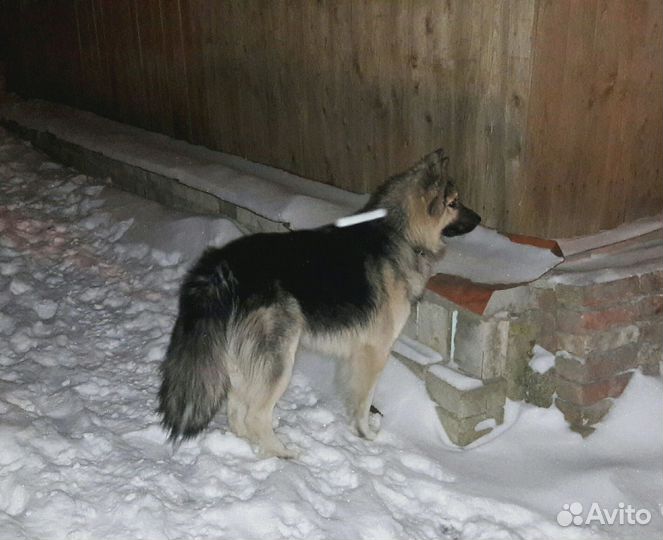 В добрые руки