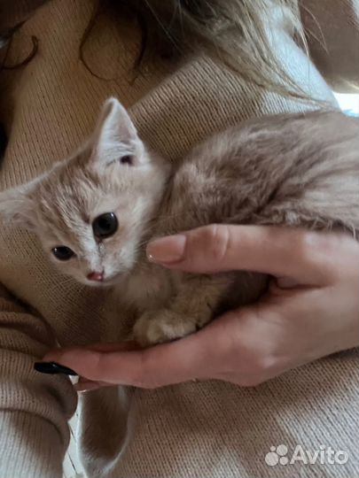 Котенок персиковый