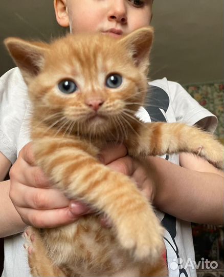 Котята бесплатно