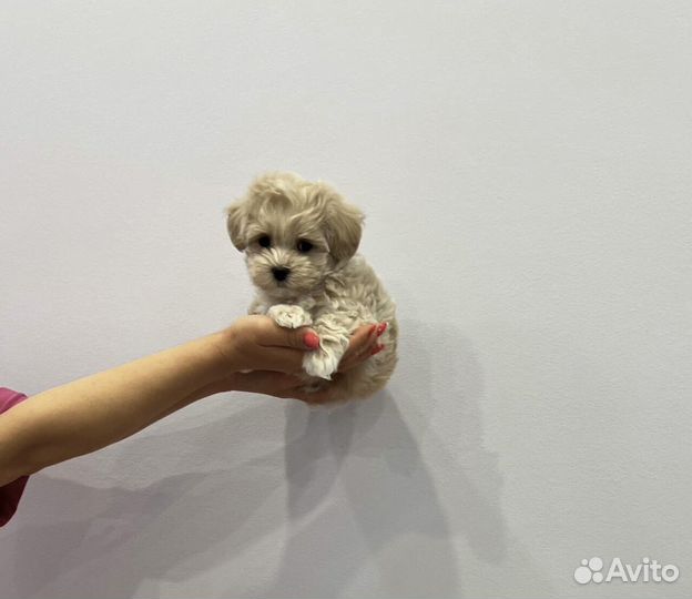 Мальтипу микро f1 maltipoo эстетический men пепел