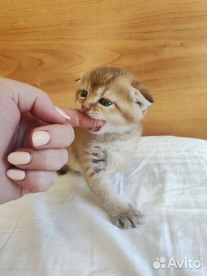 Котята золотая шиншилла