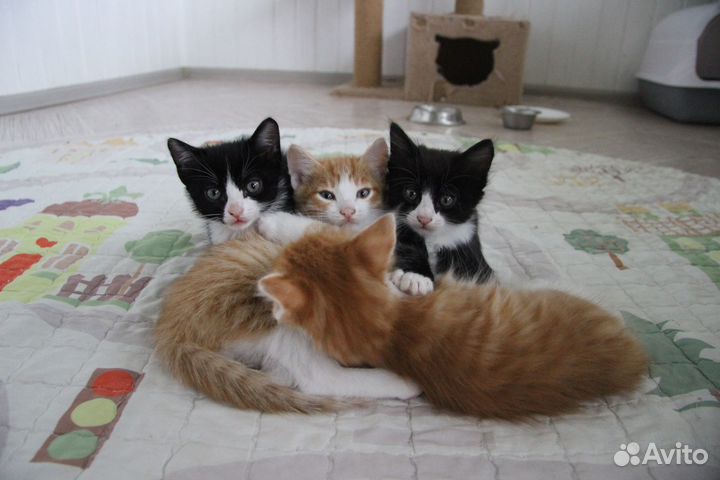 Отдам котят в добрые руки