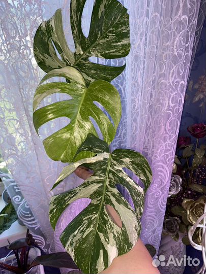 Монстера вар