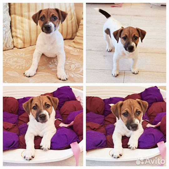 Щенки джек Рассел терьера из питомника