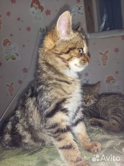 Котята