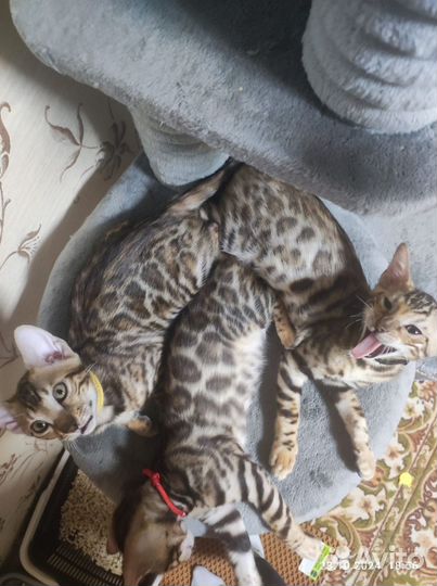 Бенгальские котята, леопардики