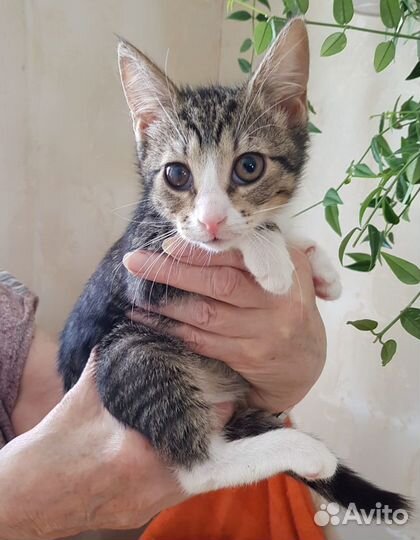 Многострадальным малышам очень нужна передержка