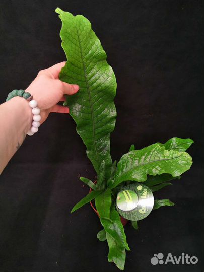 Папоротник крокодил 12/25-35