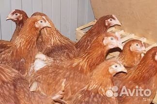 Продажа птицы