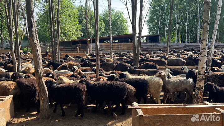 Бараны, Ягнята Козы