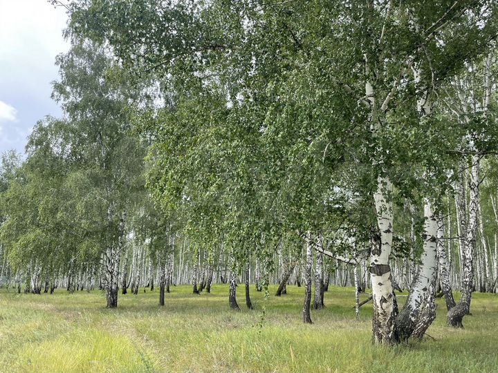 Участок 15 сот. (ИЖС)