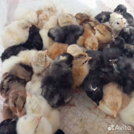 Цыплята,утята,гуси,индюшата