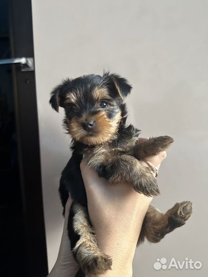 Малышка иорка