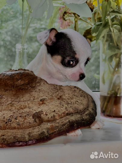 Щенки чихуахуа