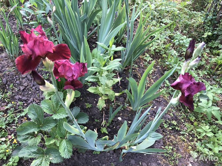 Ирис (в ассортименте)