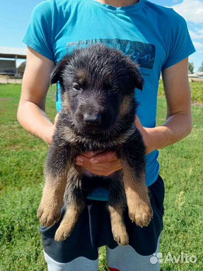 Шенки немецкой овчарки