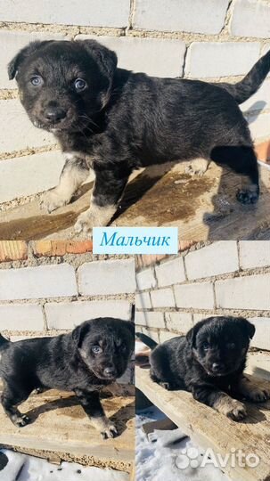 Отдаются щенки в добрые руки