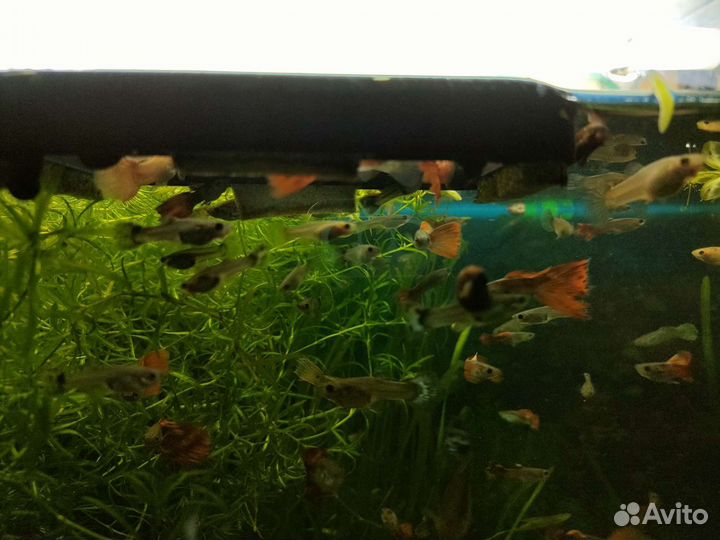 Рыбки гуппи, сомики