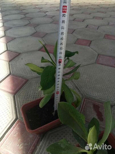 Синадениум Гранта