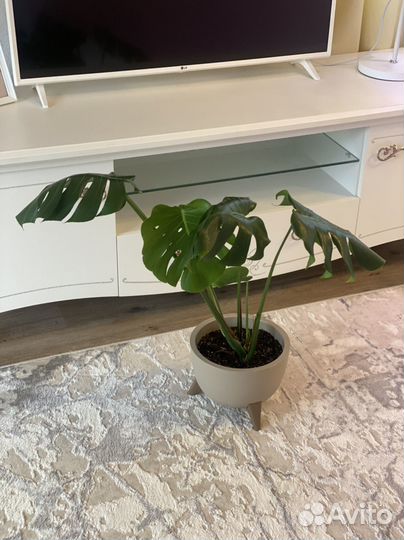 Монстера Делициоза в наличии