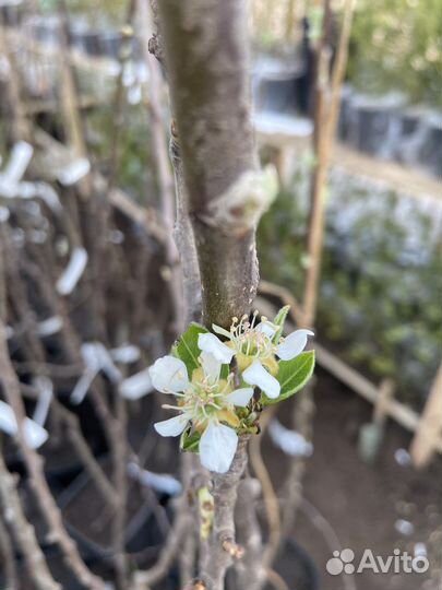 Саженец Груша сорт Пингвин