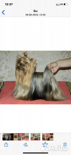 Йоркширский терьер