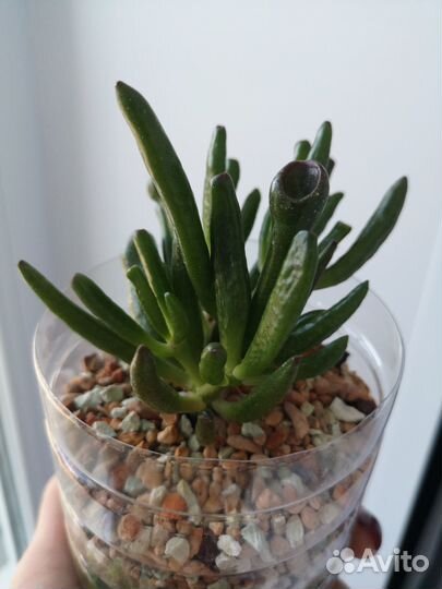 Денежное дерево красула толстянка