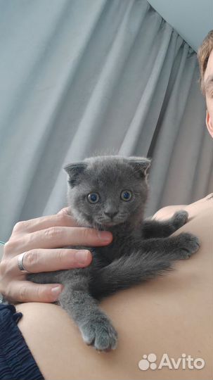 Шотландский котик