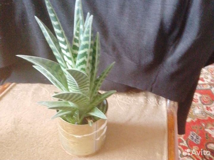 Алоэ пестрое