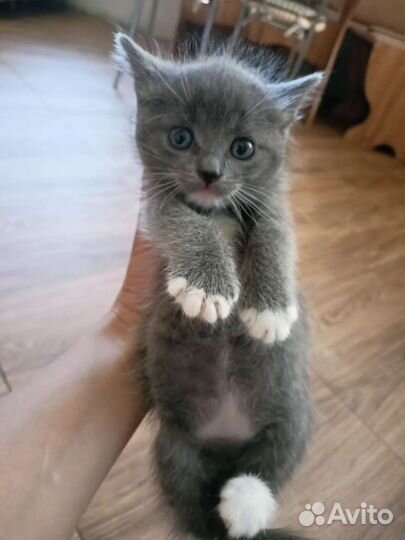 Кошка в дар