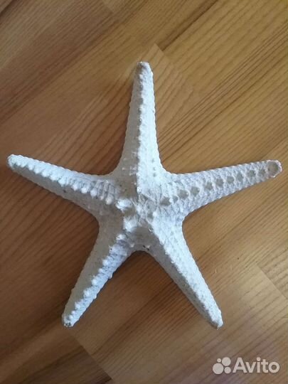 Морская звезда и ракушки