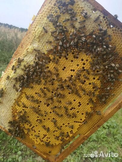 Пчелопакеты и Плодные Матки F1 бакфаст и карника