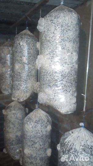 Грибные блоки вешенка