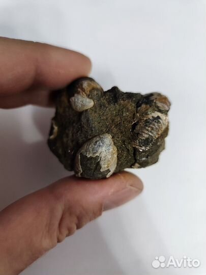 Аммонит и брахиоподы в породе