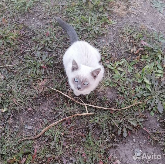 Кошка в дар бесплатно