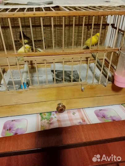 Канарейки разных расцветок