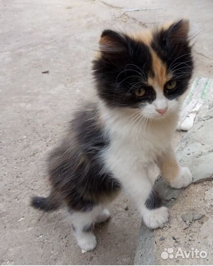 Денежные котята