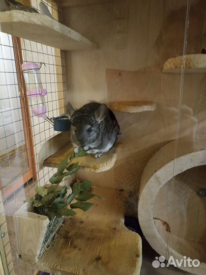 Шиншилла с витриной