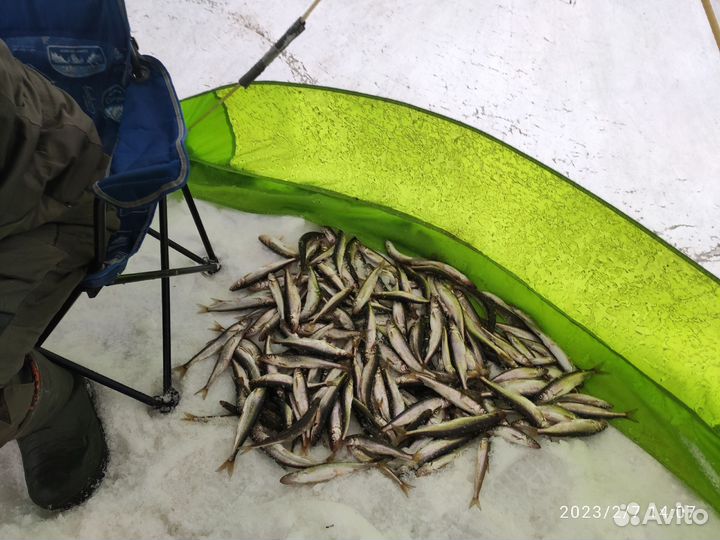 Рыбалка на Белом море