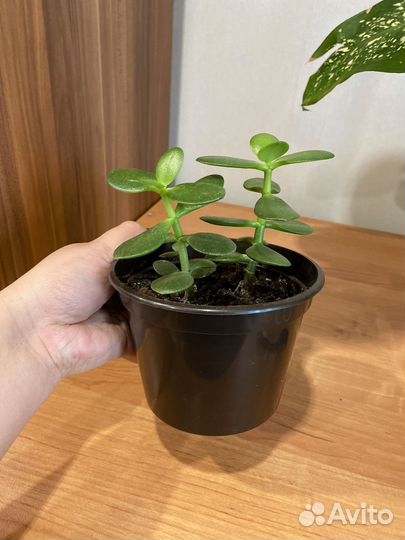 Толстянка яйцевидная