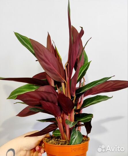 Строманта марун d14