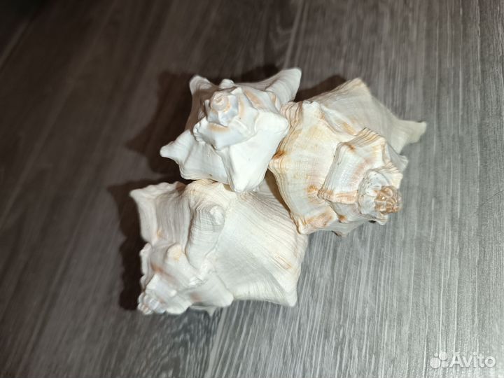 Морские ракушки рапанов