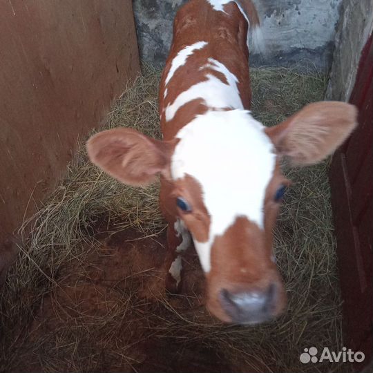 Телята бычки