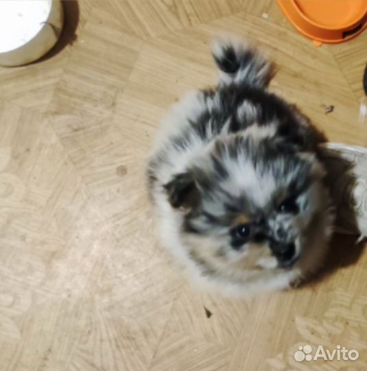 Щенки шпица