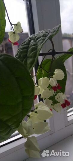 Клеродендрум томпсон